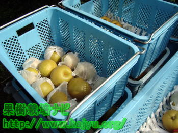 梨の運搬用コンテナ写真