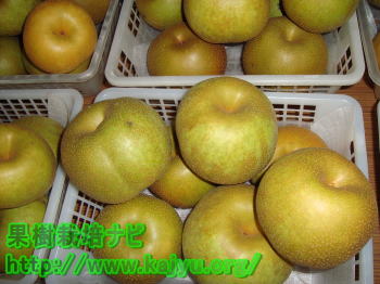 梨のかごもり写真