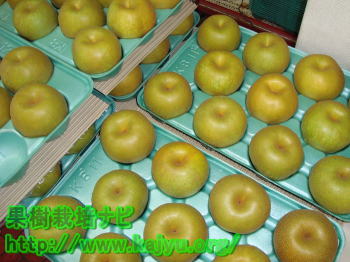 梨の箱詰め写真