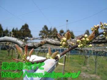 梨の摘蕾作業の写真