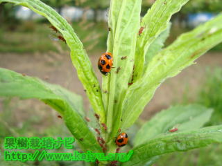 てんとうむし写真