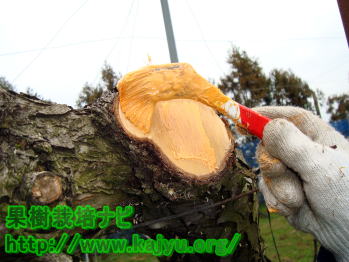 剪定後の病気予防写真