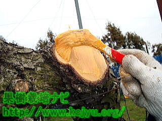 トップジンMペースト 使い方（殺菌癒合剤）