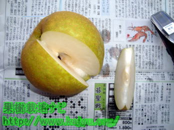 梨のサンプル写真