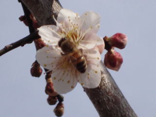 ミツバチと梅の花写真