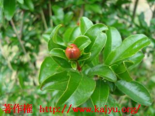 ザクロの花画像